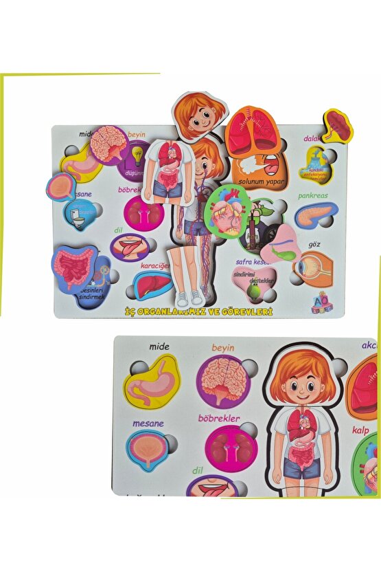 Bedenimi Öğreniyorum İç Organlarımız ve Görevleri Puzzle Bul - Tak