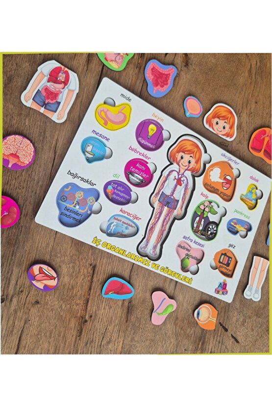 Bedenimi Öğreniyorum İç Organlarımız ve Görevleri Puzzle Bul - Tak