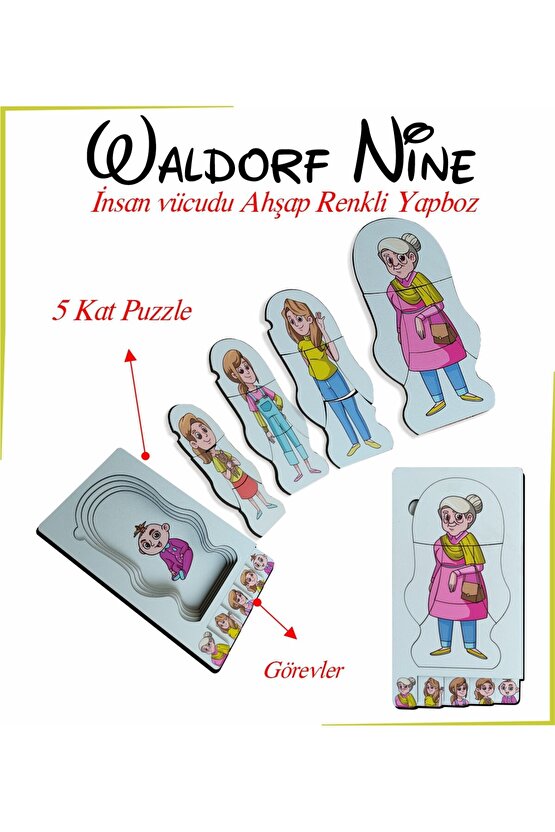 Waldorf Nine İnsan Vücudu Renkli Ahşap Yapboz Yaşam Döngüsü