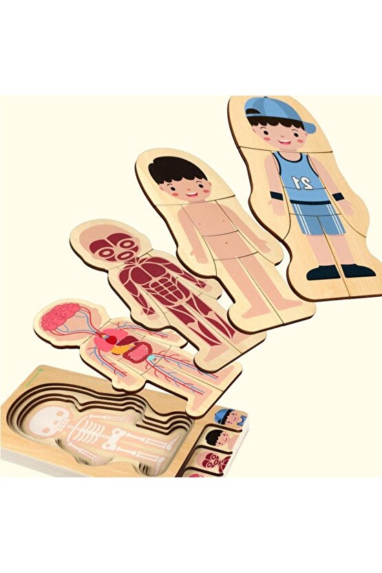 Montessori Waldorf Öğrenme Ahşap Erkek Insan Vücudu Anatomisi Puzzle