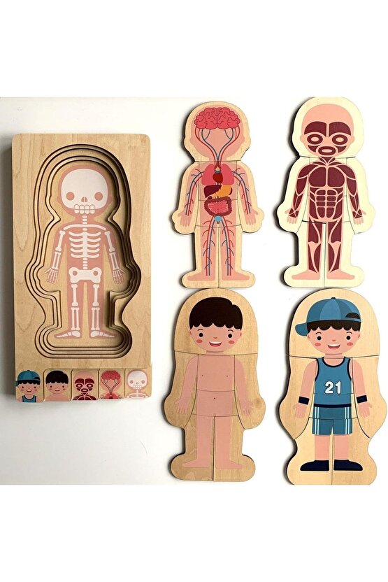 Montessori Waldorf Öğrenme Ahşap Erkek Insan Vücudu Anatomisi Puzzle