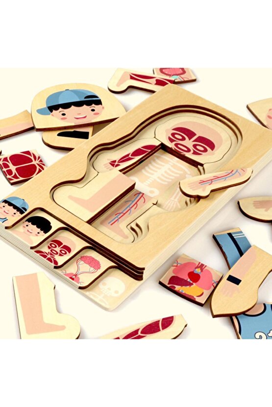 Montessori Waldorf Öğrenme Ahşap Erkek Insan Vücudu Anatomisi Puzzle