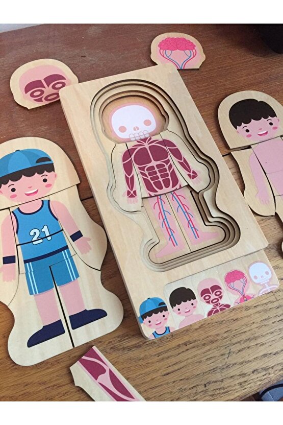 Montessori Waldorf Öğrenme Ahşap Erkek Insan Vücudu Anatomisi Puzzle