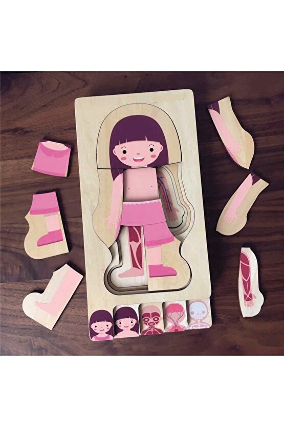 Waldorf Kız Insan Vücudu Iskelet Yapısı Ahşap Renkli Yapboz Puzzle