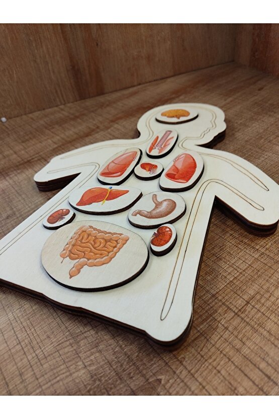 Renkli Organlar Ahşap Puzzle