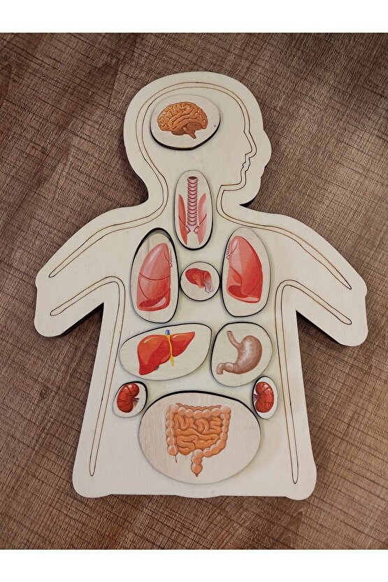 Renkli Organlar Ahşap Puzzle