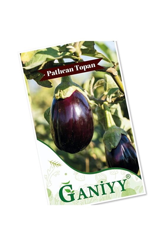 Ganiyy 100+ Patlıcan Topan Tohumu