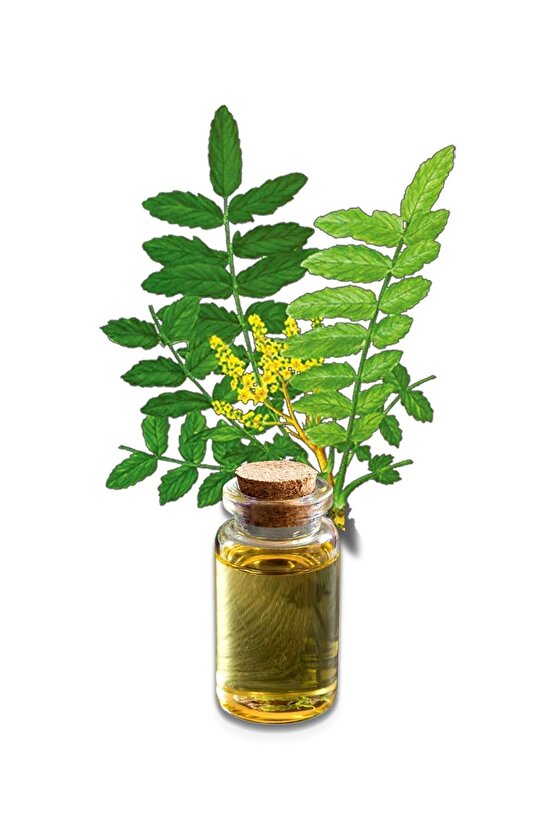 Akgünlük-sığla Ağacı Yağı (DİSTİLASYON) 20 ml 2 Adet