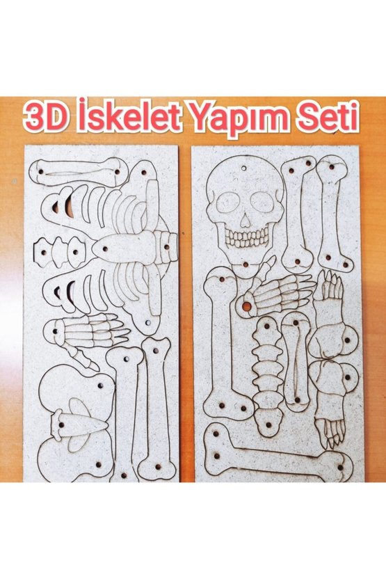 Iskelet Sistemi Yapım Seti Ahşap Boyanabilir Montessori Eğitim Ürünü Fen Bilimleri Deneyleri