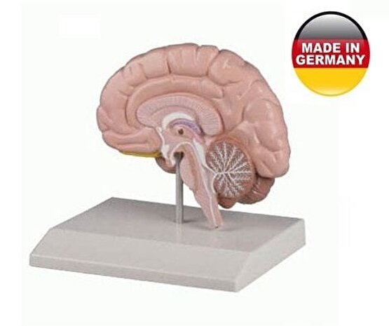 Beyin Modeli - Sağ Beyin