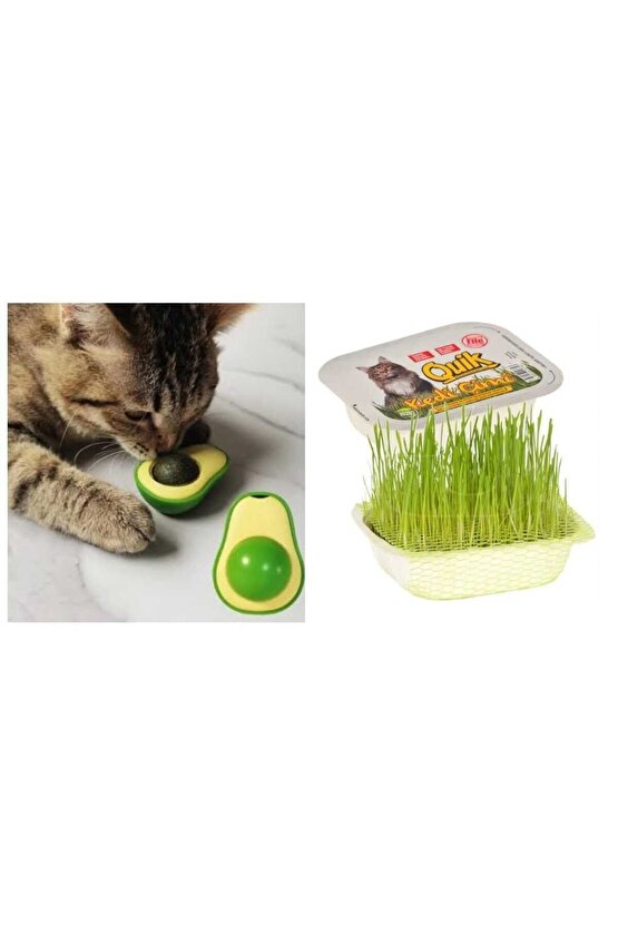 Neo Pet Market Avokado Catnip Kedi Otu (Kedi Nanesi) ve Quik Kedi Çimi