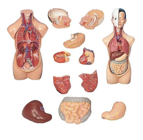 AKAS 20-6 Küçük İnsan Vücudu Modeli