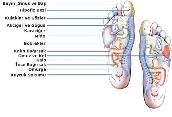 Bio Concept Tabanlık Baylar İçin 40-45 Numara Ayak